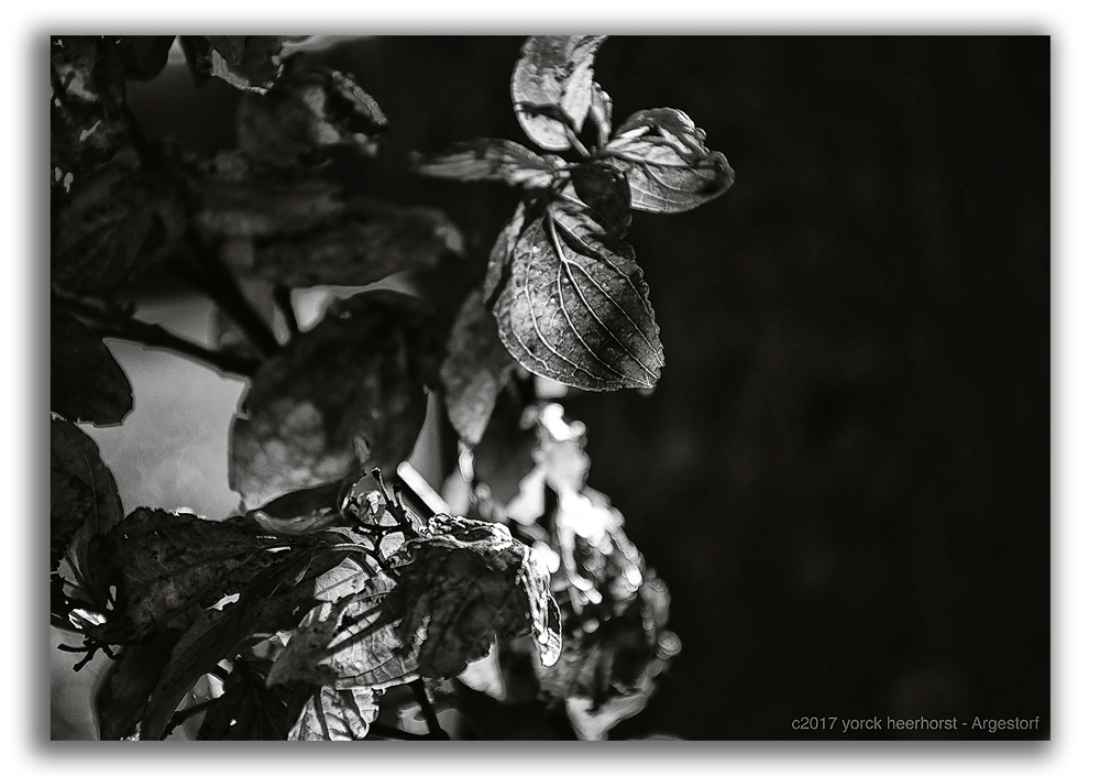 Y72 1360 WEB FORUM B&amp;W