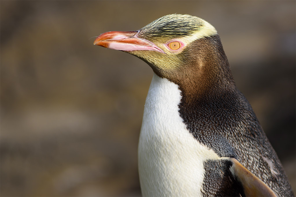 yellow eyed penguin 01 klein