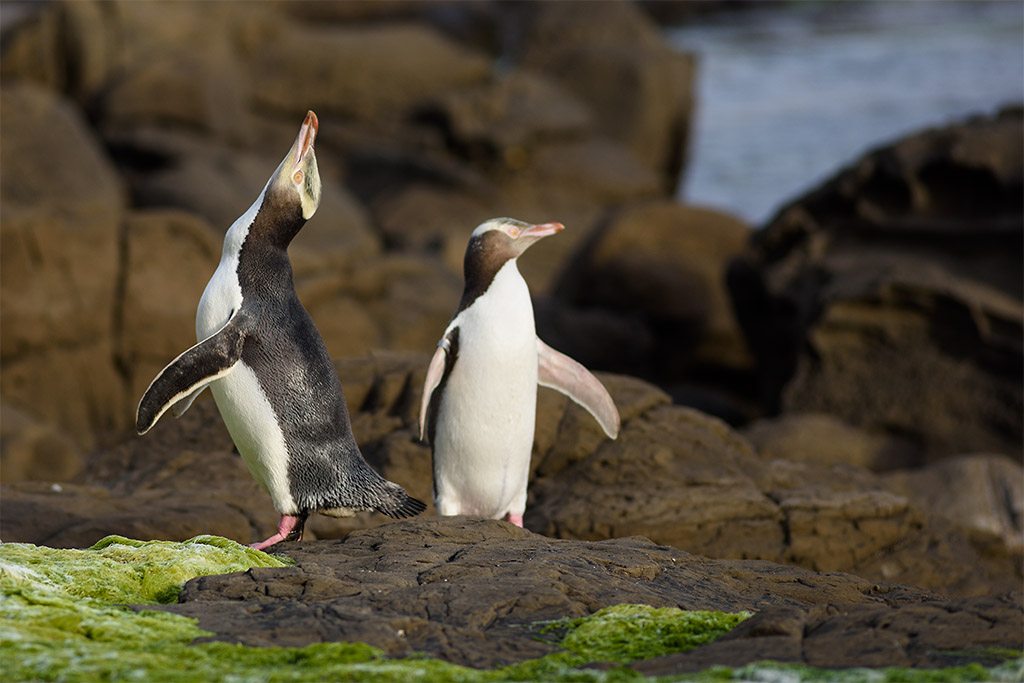 yellow eyed penguin 02 klein