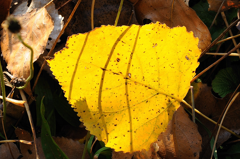 Yellow Leaf Fish