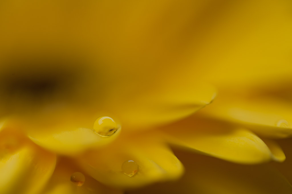 yellow pearl