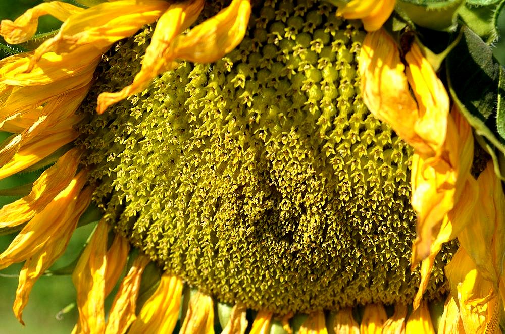 yellow03