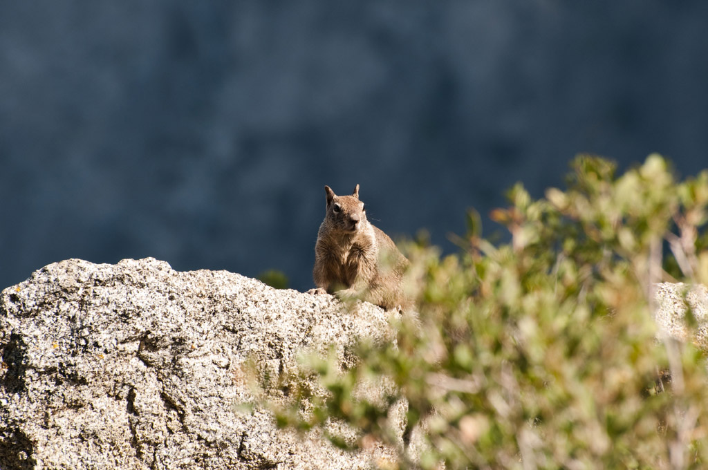 Yosemite 24