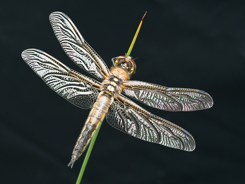 young dragonfly