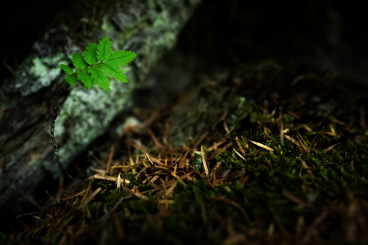youngtree