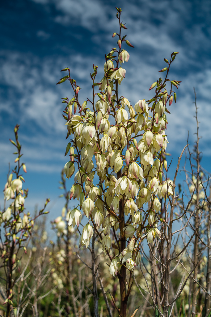 Yucca Palmlilie