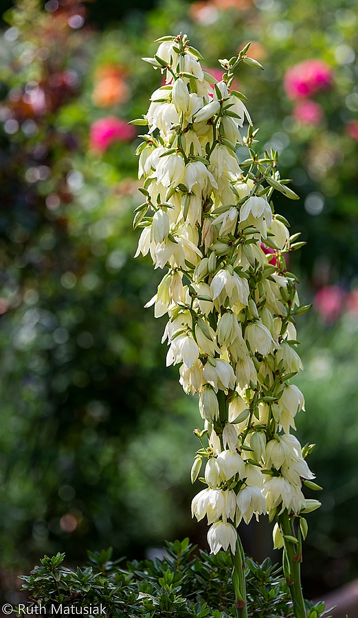 Yucca