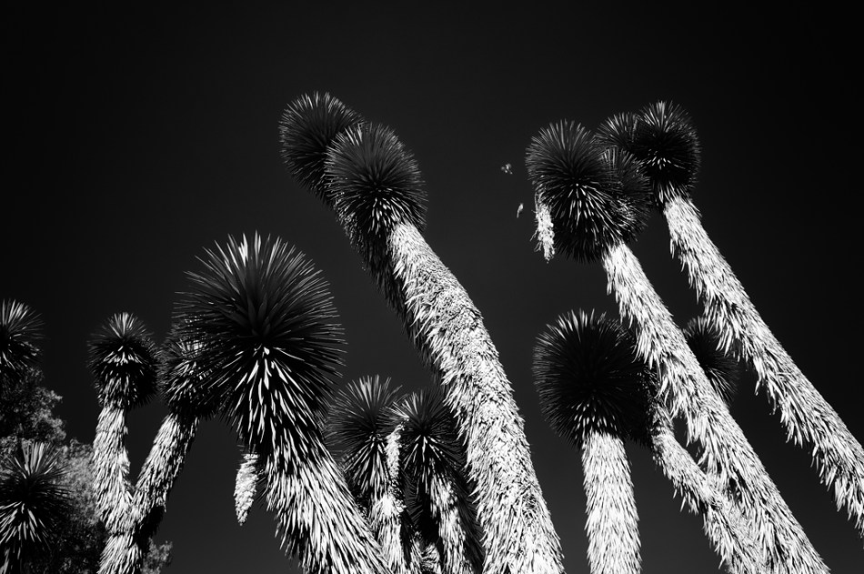 Yuccas Teotihuacan