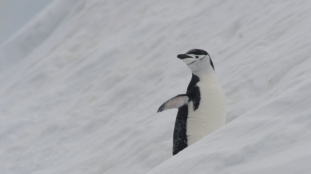 Zügelpinguin auf Enterpise Island in der Wilhemina Bay
7220