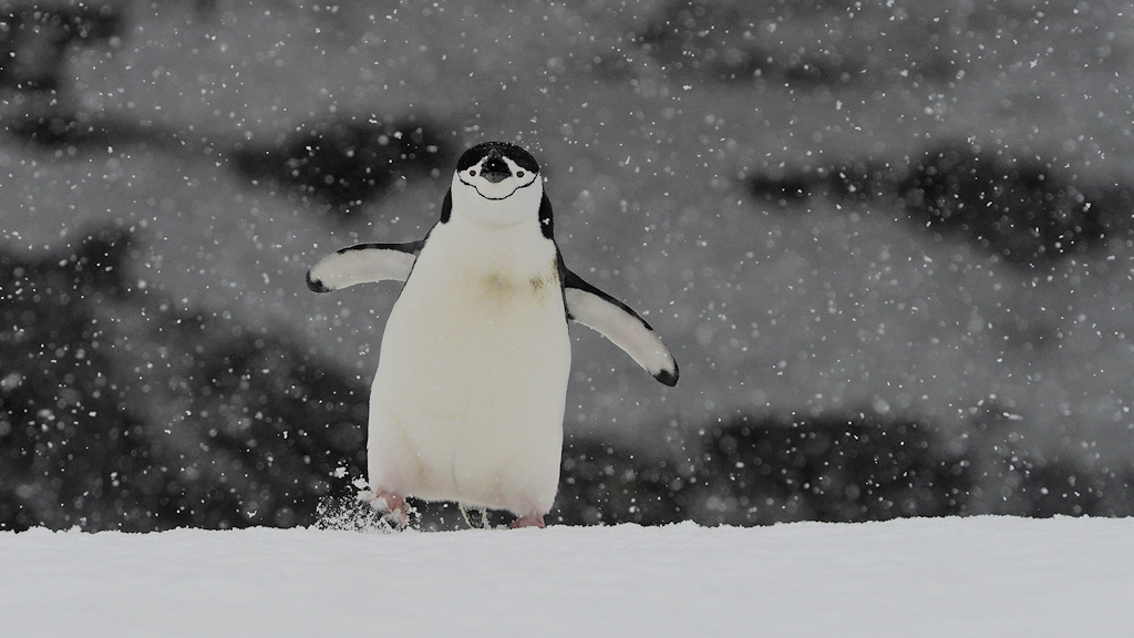 Zügelpinguin auf Half Moon Island
9950