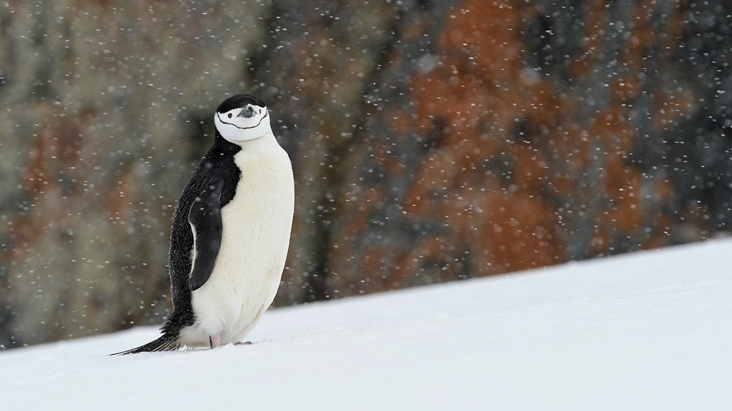 Zügelpinguin
Halfmoon Island
9283