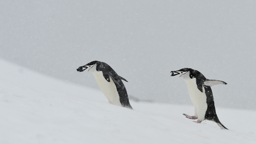 Zügelpinguine beim Steinetransport
Halfmoon Island
0611