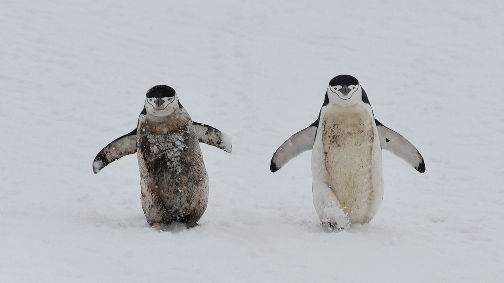 Zügelpinguine dreckig
Halfmoon Island
0776