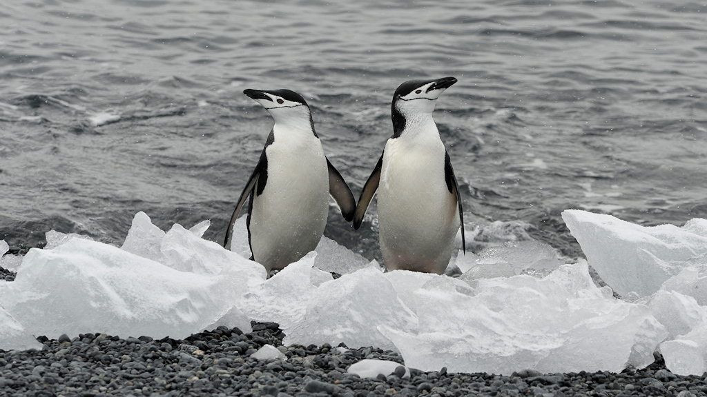 Zügelpinguine
Halfmoon Island
9013