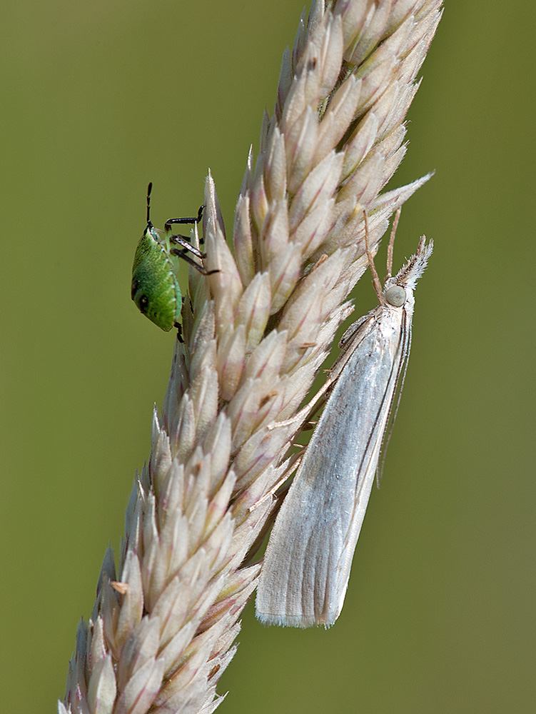 Zünsler 2014 07 03 01