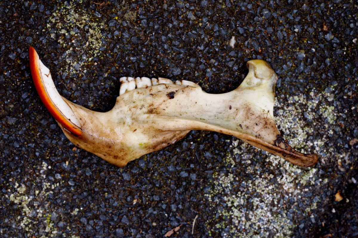 Z50_0286_DxO.jpg