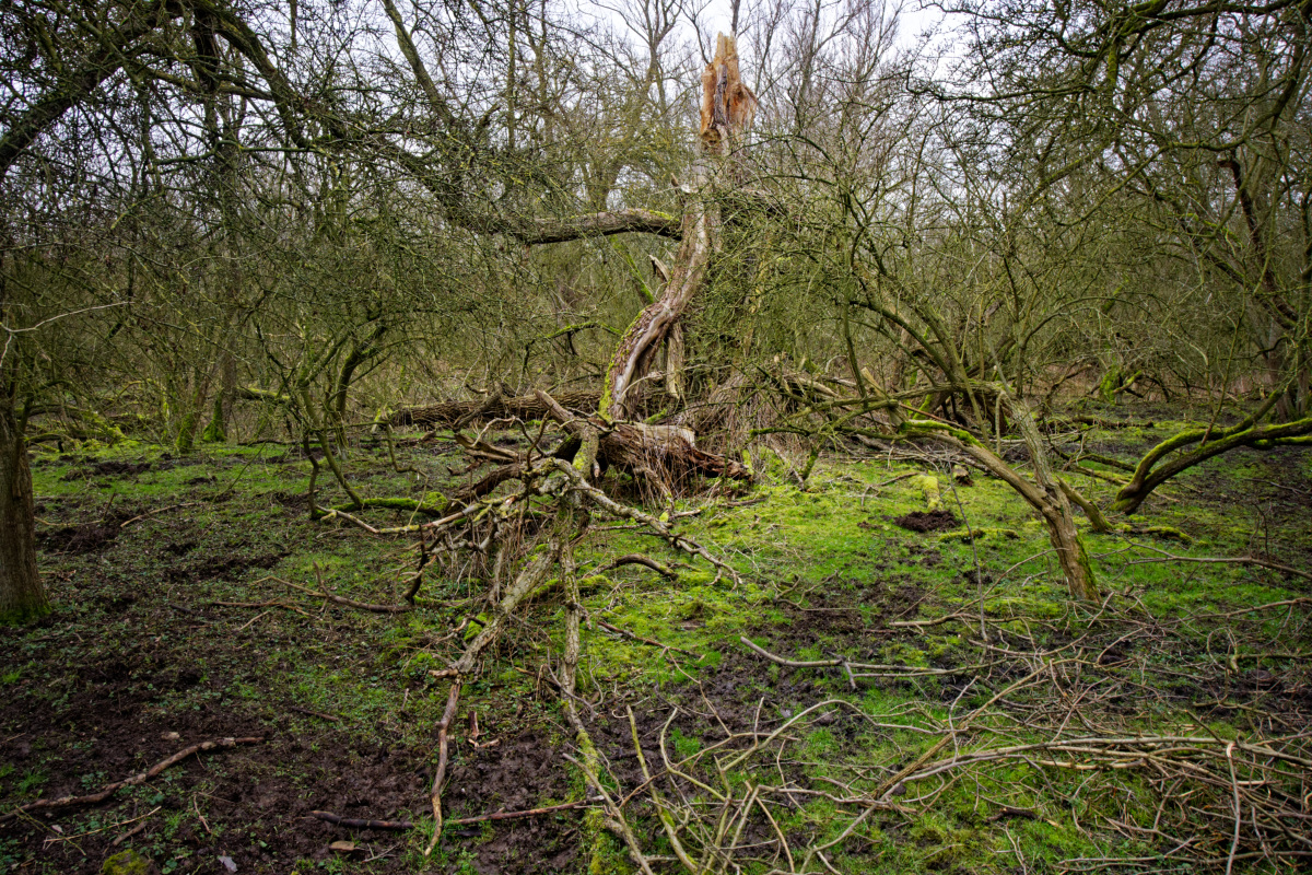 Z50_0817_DxO.jpg