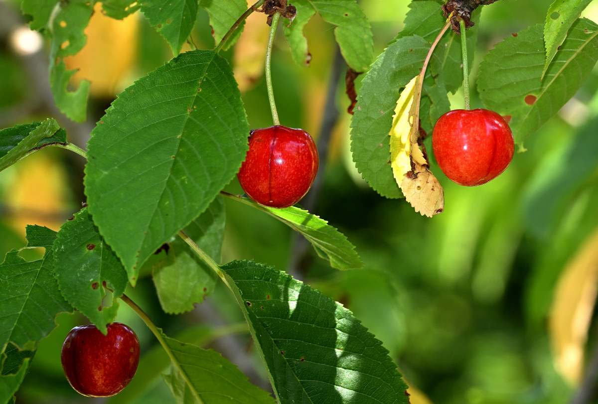 Z50_4962.JPG