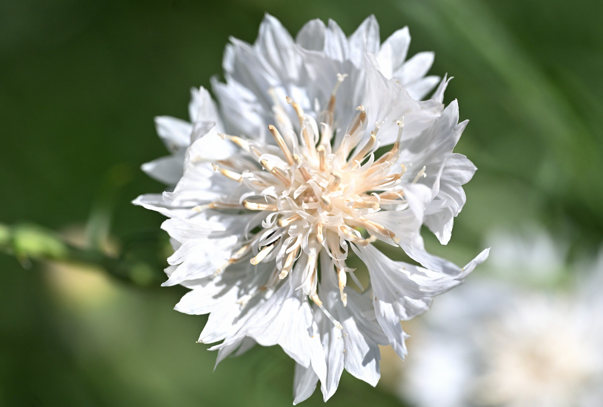 Z50_4986.JPG