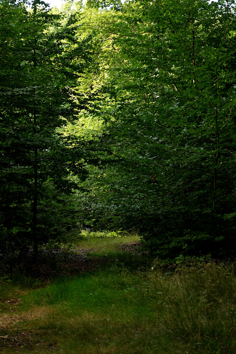Z50_5585.JPG