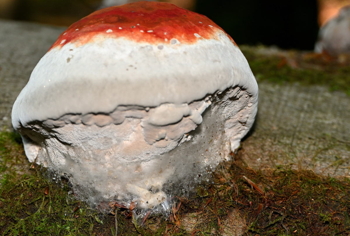 Z50_9397.JPG