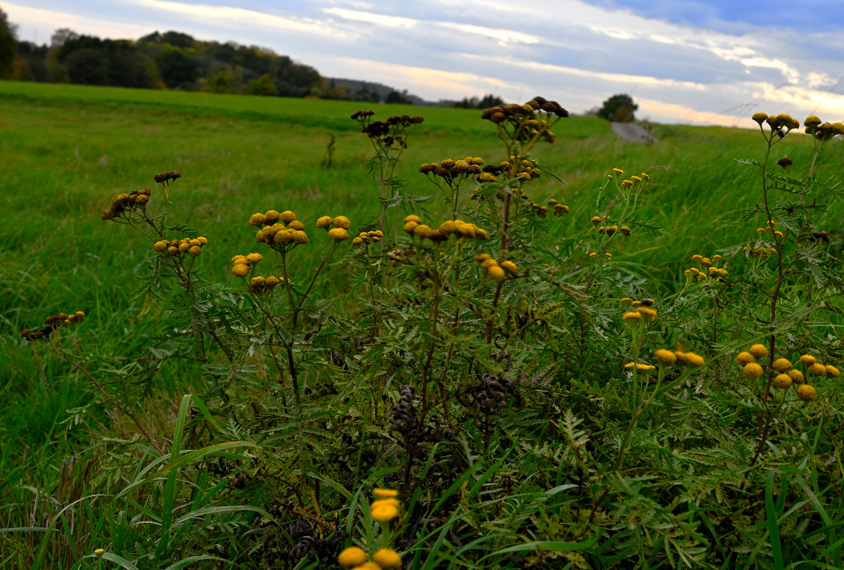 Z50_9679.JPG