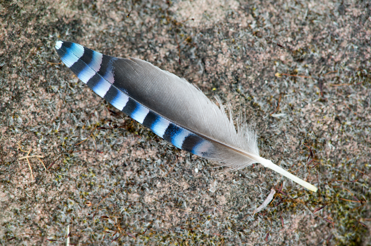 Z62_1713.jpg