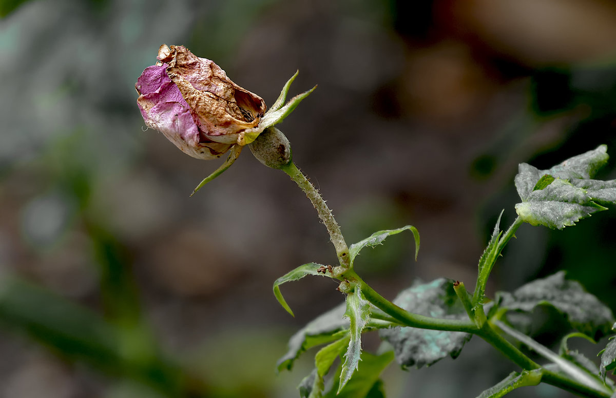Z6_Rose-2.jpg