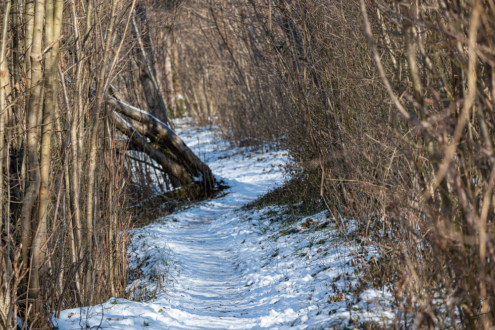 Z6H_0055.jpg