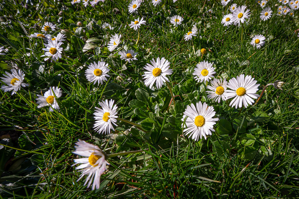 Z6H_0832.jpg