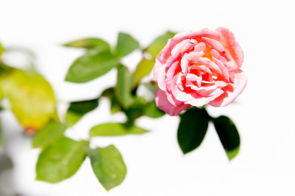 Z6H_0910.jpg