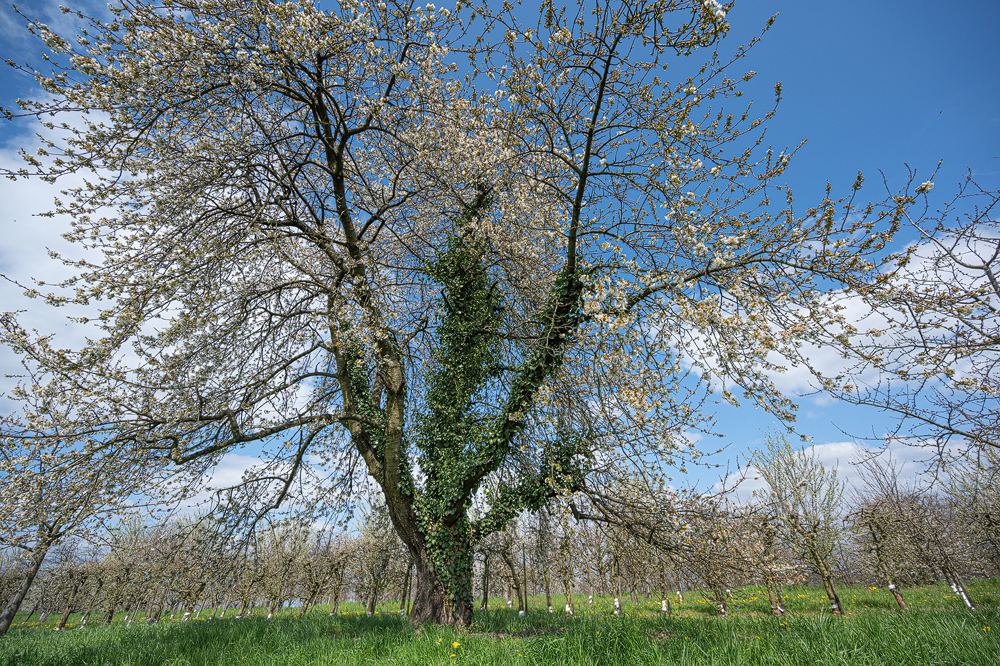 Z6H_1280.jpg