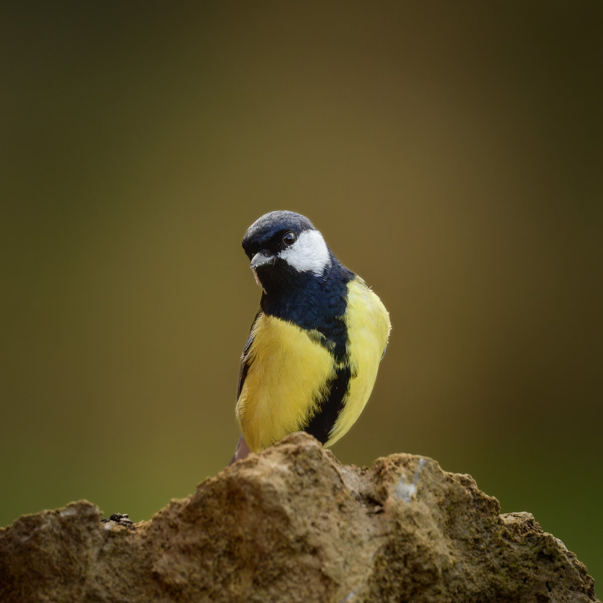 Z70_2085.jpg