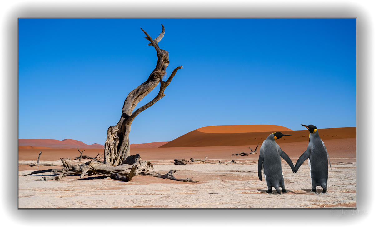 Z7A_1675-Pinguin.jpg