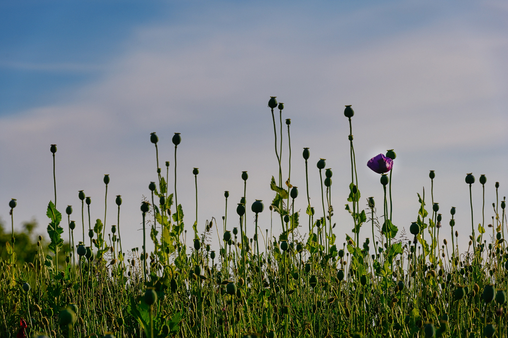 Z7H_0255.jpg