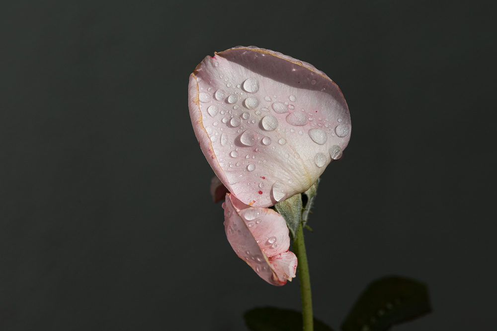 Z7H_1262.jpg