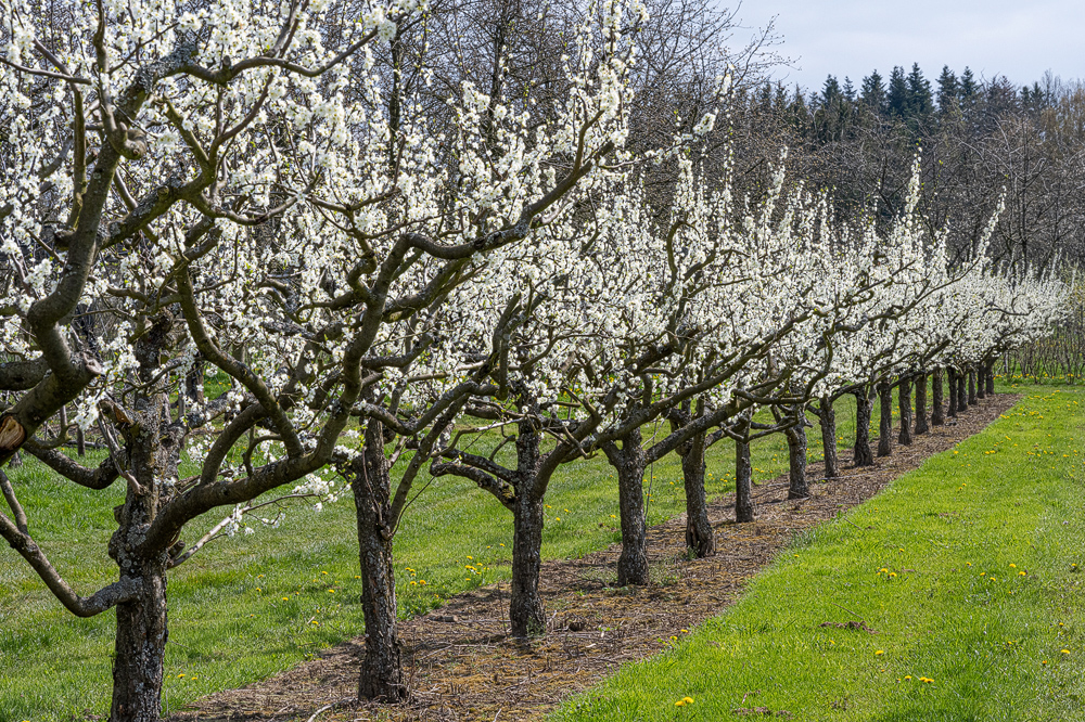 Z7H_2335.jpg