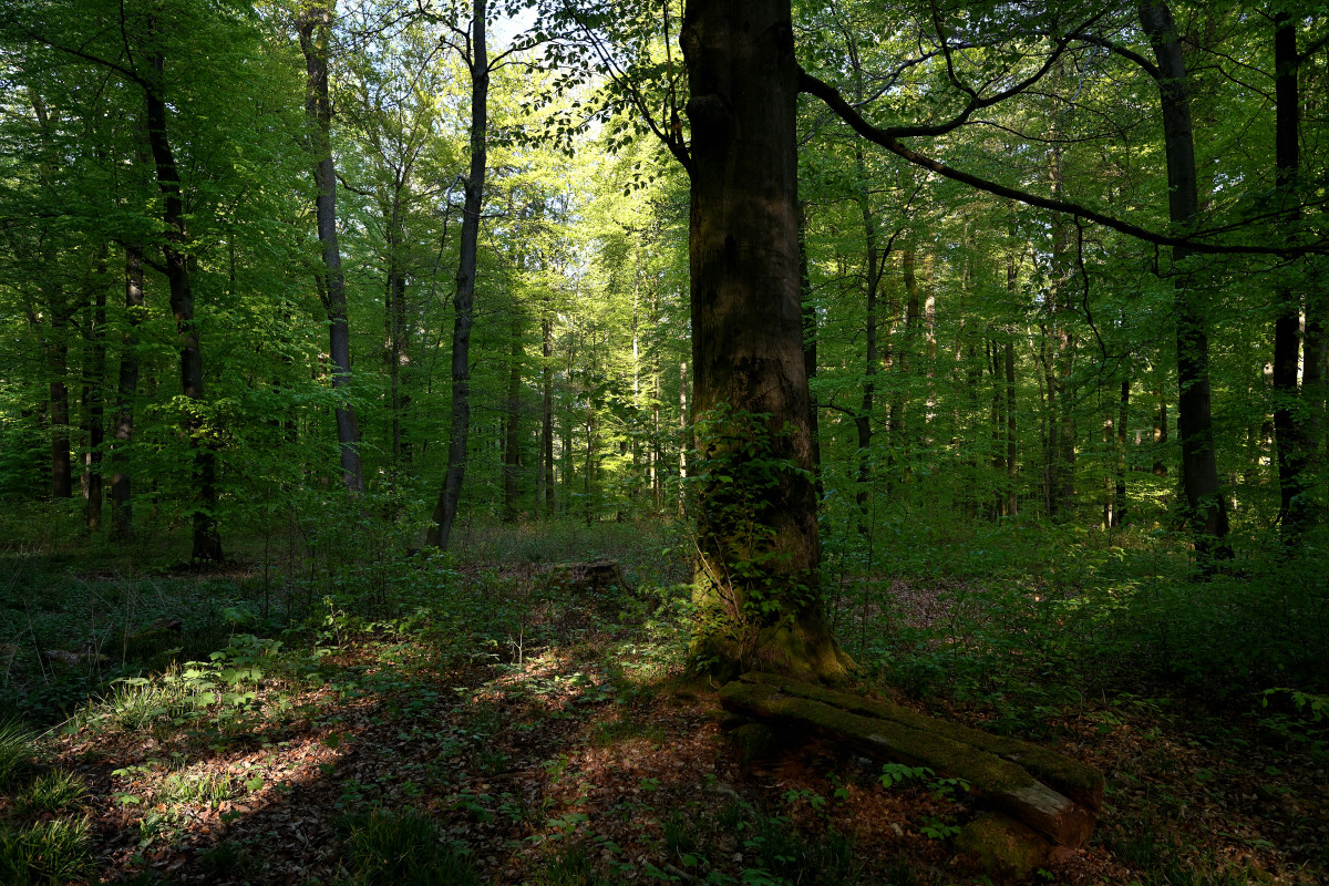 Z7R_3061.JPG