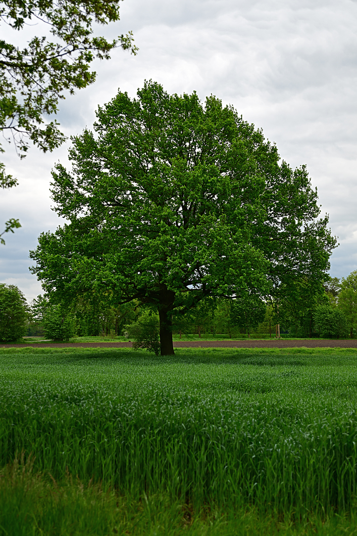 Z8A_0113t10l5s40p1.jpg