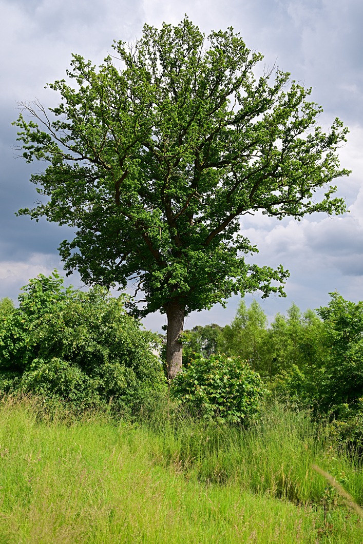 Z8A_0138t0l10s45p1.jpg