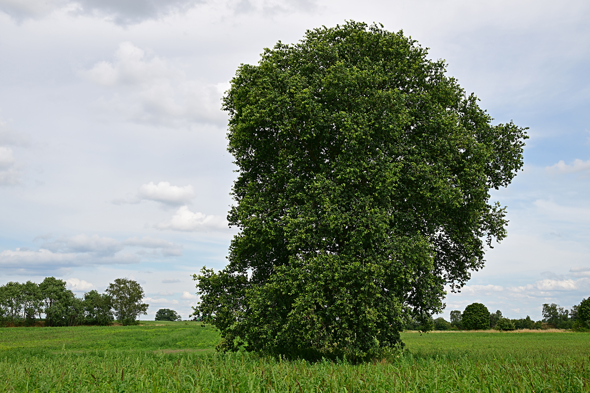 Z8A_0223t5l10s40p1.jpg