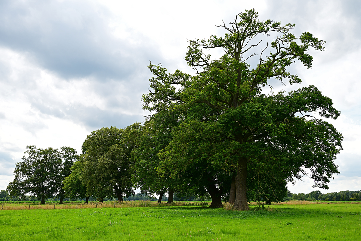 Z8A_0234t5l10s45p1.jpg