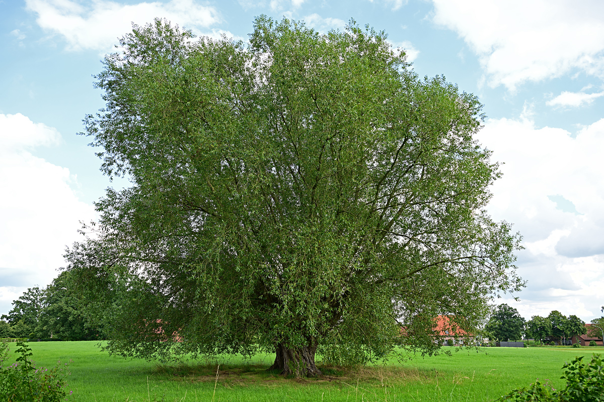 Z8A_0250t5l15s40p1.jpg