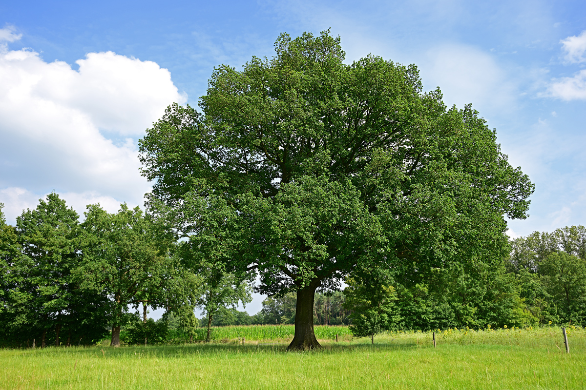 Z8A_0256t5l10s40p1.jpg