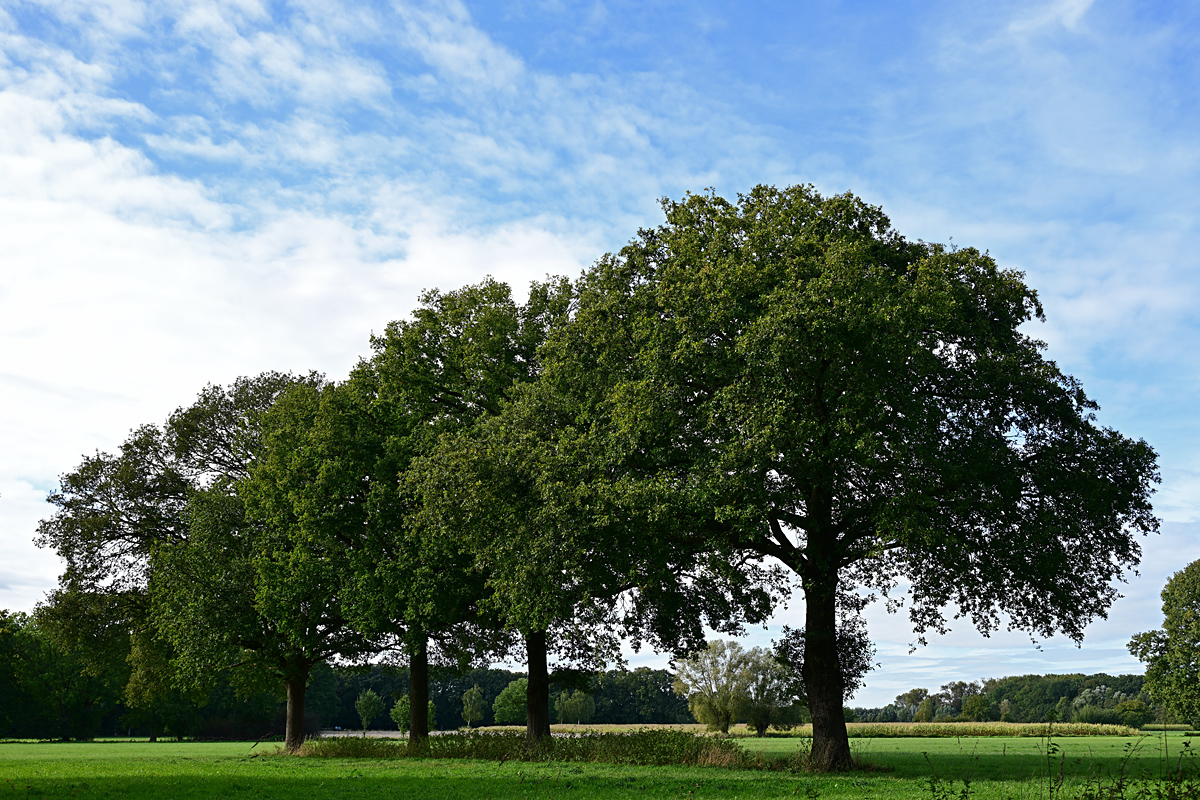 Z8A_0325t5l10s45p1.jpg