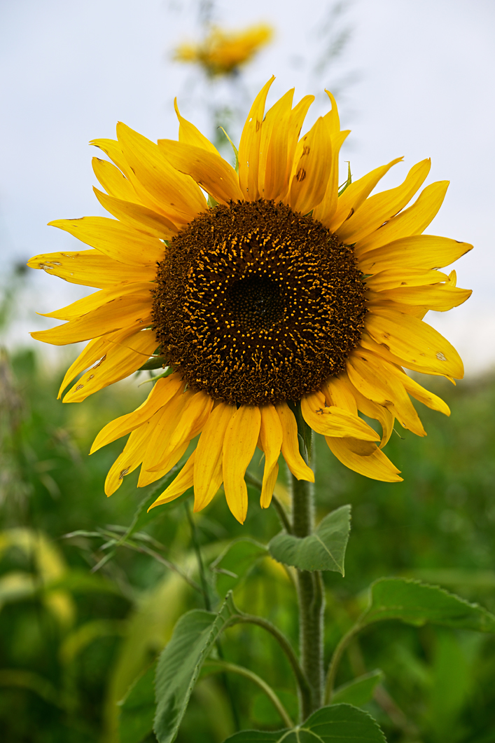 full