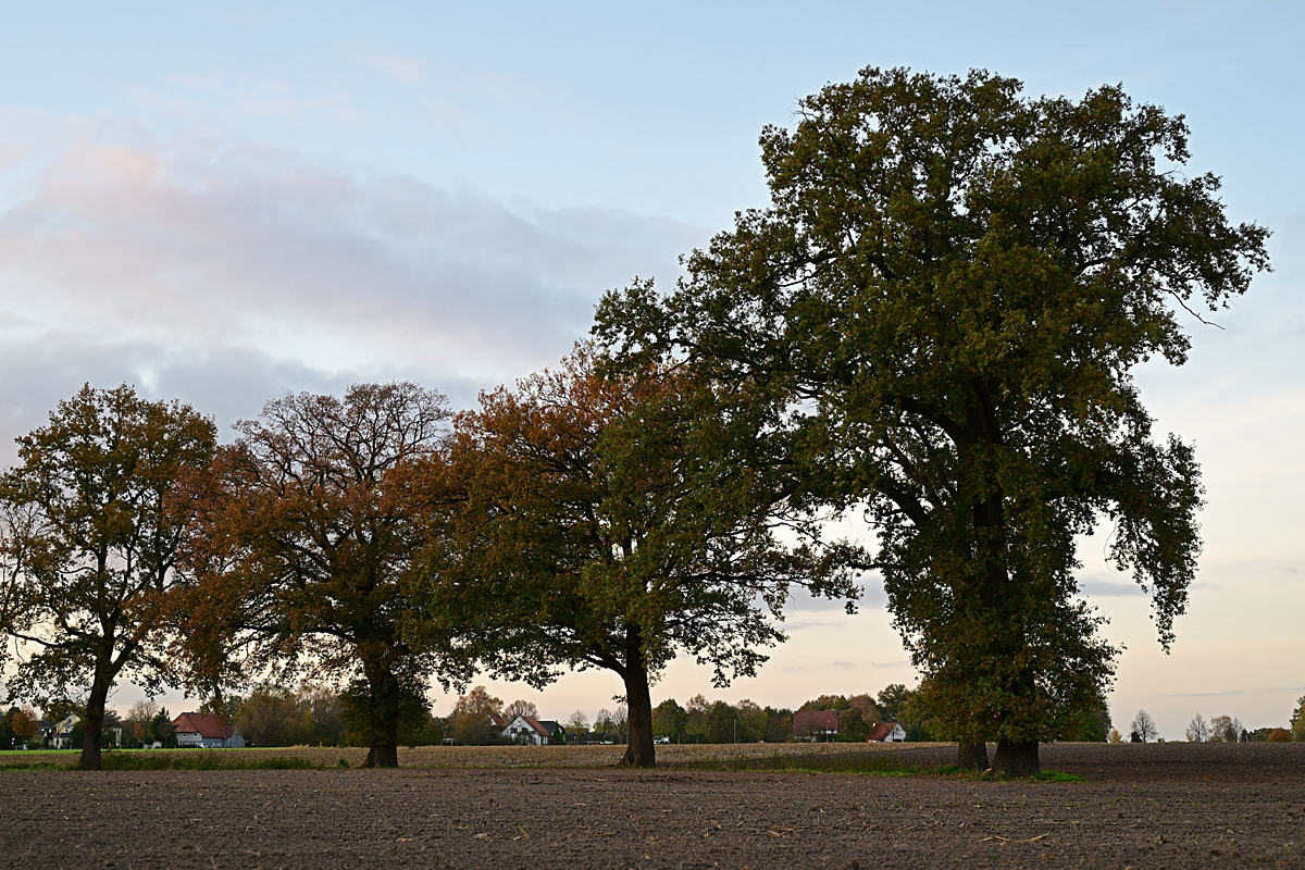 Z8A_0388t5l10s50p1.jpg