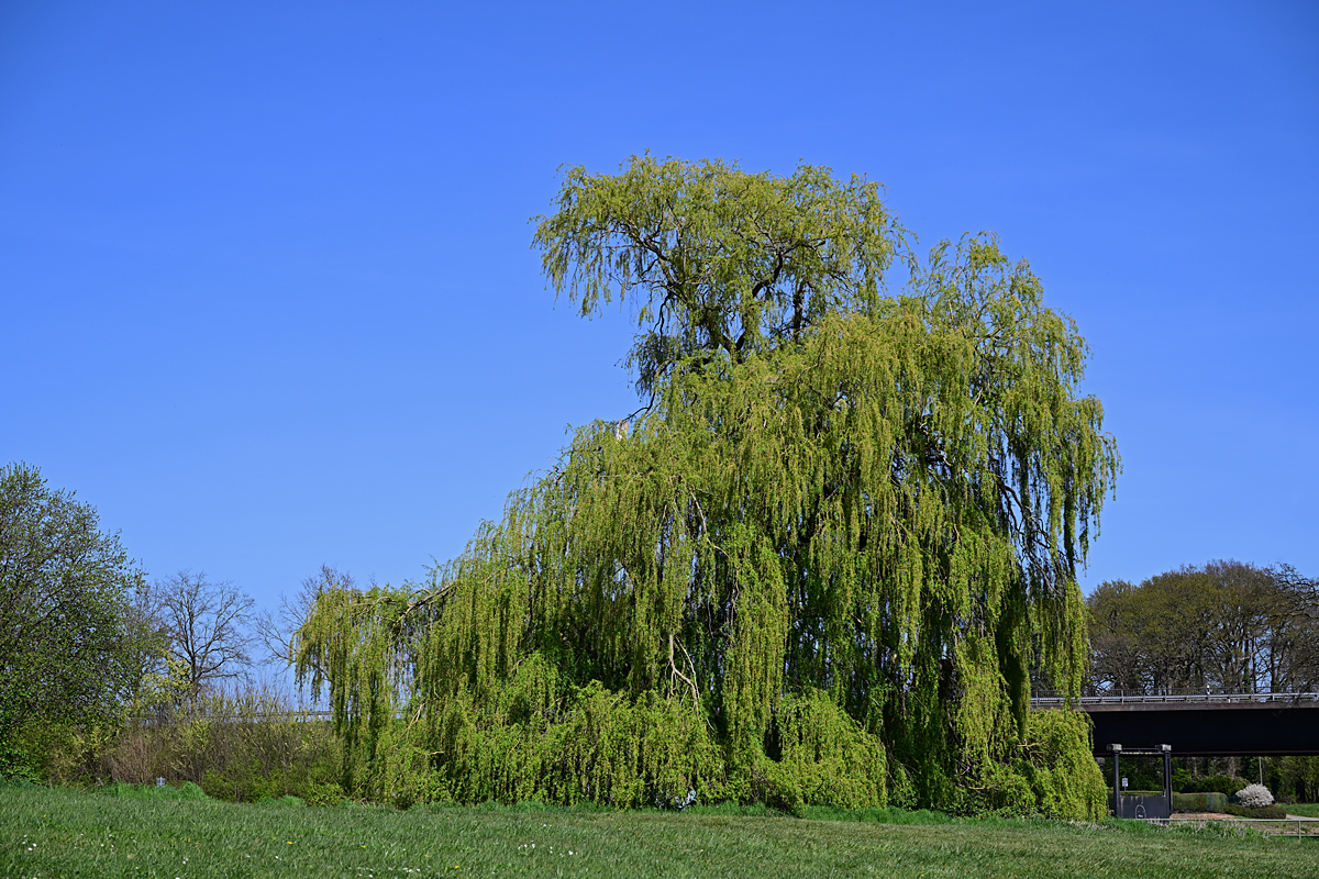 Z8A_0577t0l3s40p1.jpg