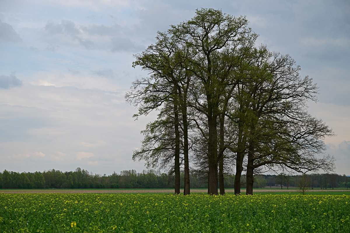 Z8A_0585t5l5s40p1.jpg