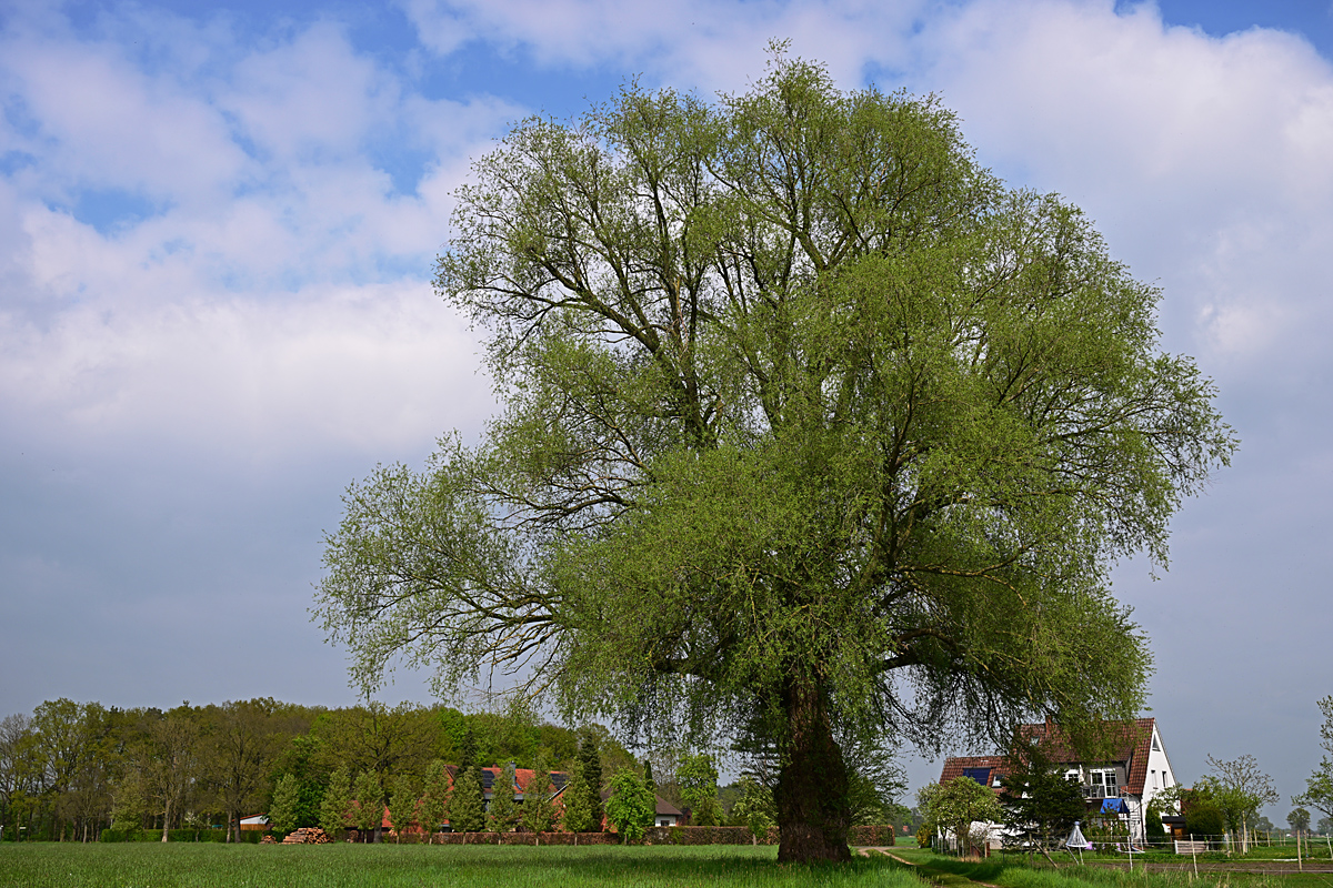 Z8A_0657t5l5fks40p1.jpg